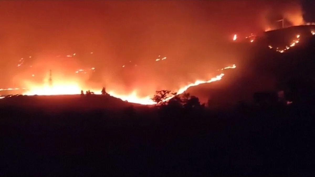 猫の尻尾に可燃性の布…イタリア山火事でまさかの“放火手口”が判明