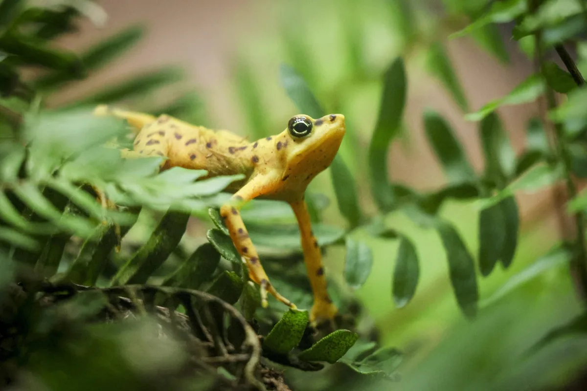 毒を失ったカエルを「再び毒化」させる科学者たちの奮闘