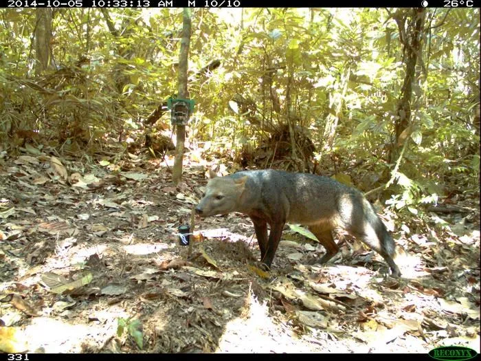 アマゾンの"幽霊犬"、想像以上にウジャウジャいた？25年調査で実態が明らかに