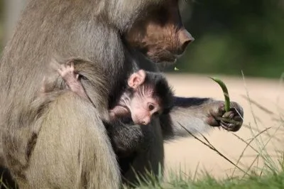 サンディエゴ動物園にマントヒヒの赤ちゃん誕生！名前は「マケダ」