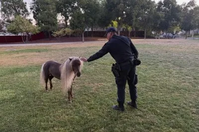 カリフォルニア警察、ポニー追跡作戦「馬力で確保」飼い主安堵