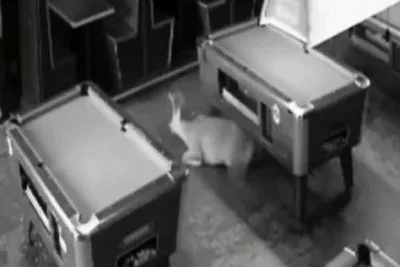 2頭のシカが同時刻に別々の店へ窓を突き破って突入する珍事
