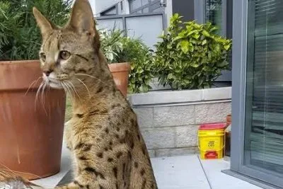 「野生の猛獣」通報で警官出動→飼い主のサバンナキャット捕獲作戦に大苦戦