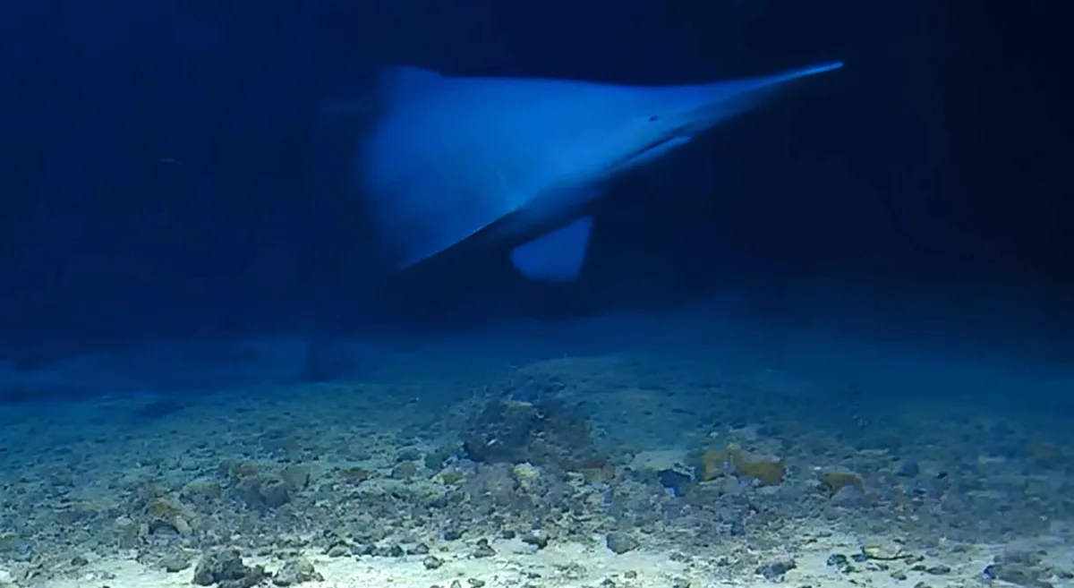 「世界一ブサイクなサメ」が深海で初めて生きたまま撮影される