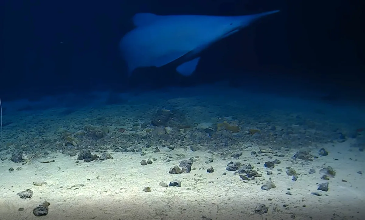 「世界一ブサイクなサメ」が深海で初めて生きたまま撮影される
